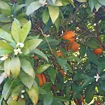 Monte Papa Figos Malhao (Faro)