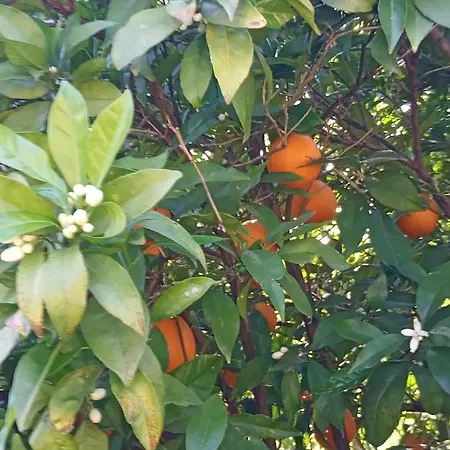 Monte Papa Figos Malhao (Faro)