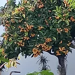 Monte Papa Figos Malhao (Faro)
