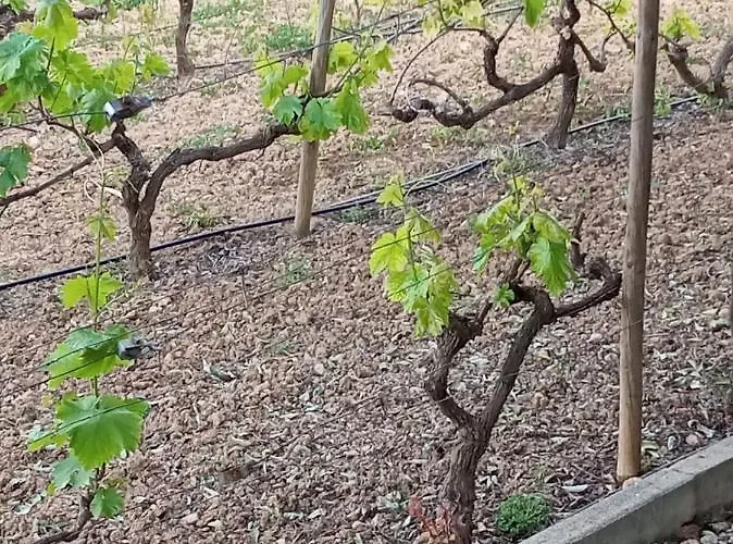 Nyaraló Monte Papa Figos Malhao (Faro)