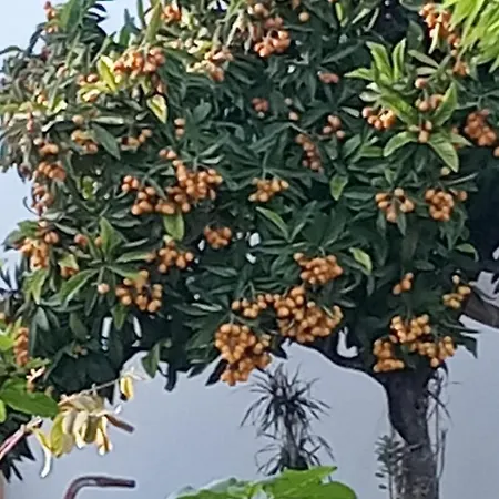 Monte Papa Figos Malhao (Faro)